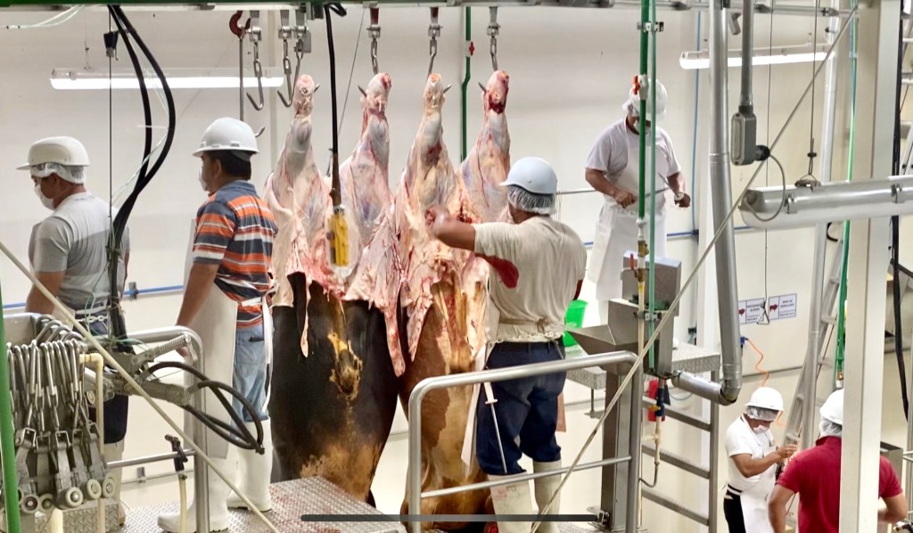 En México, 63 rastros TIF realizan pruebas contra la utilización de sustancias ilícitas en el&nbsp;ganado