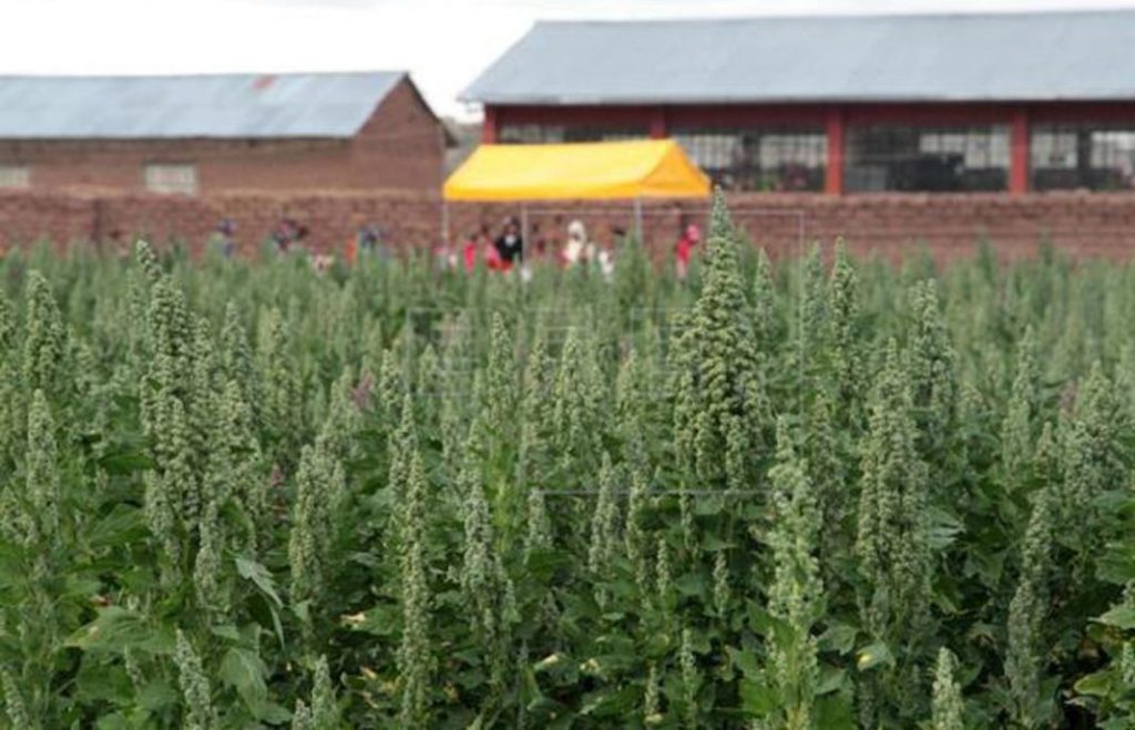 Ensilaje de cártamo como alternativa forrajera para la alimentación de ganado&nbsp;lechero