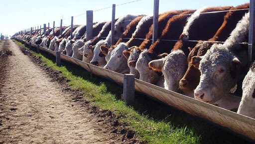 El proceso de engorde y el feedlot: modelización y análisis cuantitativo&nbsp;-Descarga-