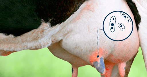 Cómo reducir los costos de mastitis clínica con una prueba en el&nbsp;hato
