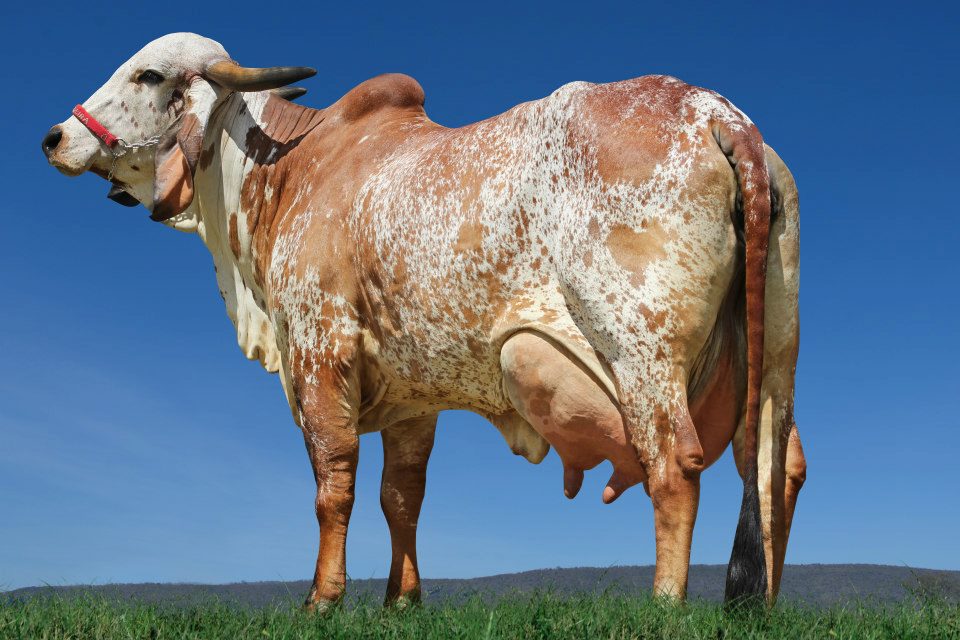 Tipo ideal de vacas y toros Gyr&nbsp;Lechero