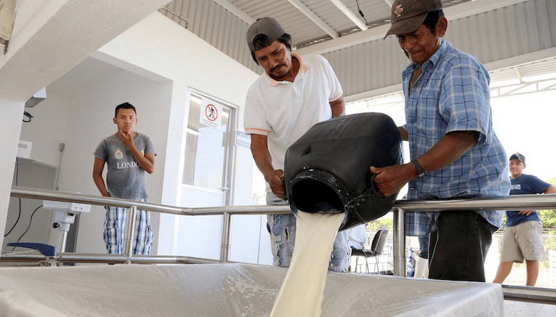 El precio de garantía de la leche ya no es suficiente: Frente Nacional de&nbsp;Productores