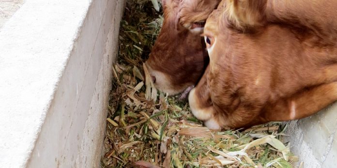 Racionamiento proteico en los animales&nbsp;rumiantes