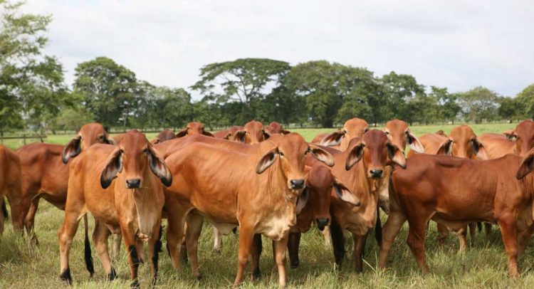 Como diagnosticar el estado reproductivo del&nbsp;hato