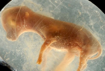 Interrupción de la gestación en&nbsp;bovinos