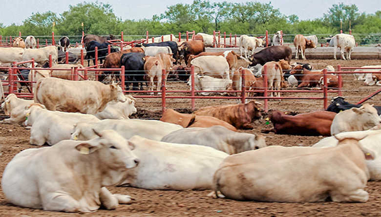 Tratamiento de las enfermedades hemoparasitarias en&nbsp;bovinos