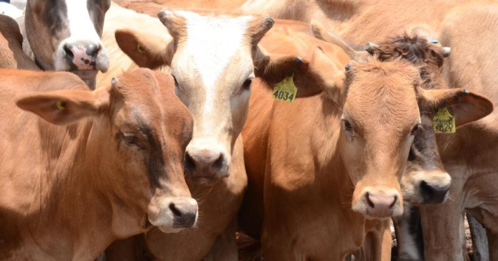 En 2020 México exportó 1.4 millones de cabezas de ganado, 8.7 más que en&nbsp;2019