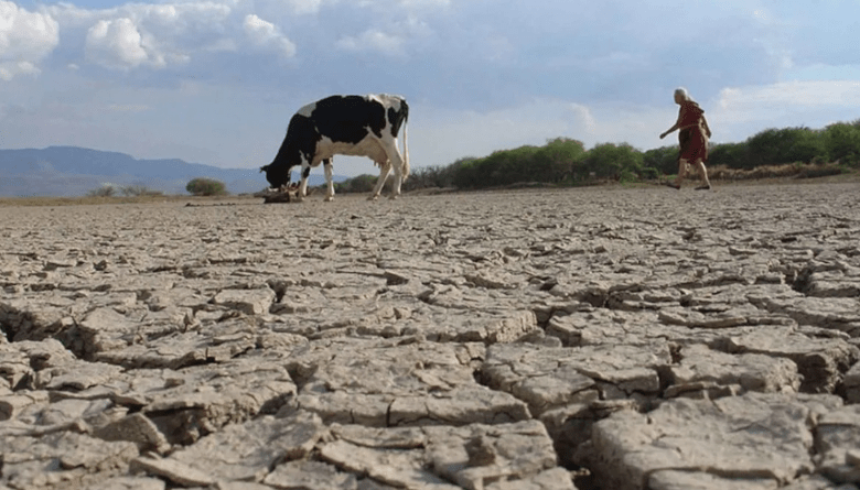 Ganaderos tamaulipecos ya dialogan con las autoridades para afrontar la&nbsp;sequía
