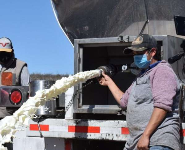 Liconsa debe y productores tiran 38 mil litros de&nbsp;leche