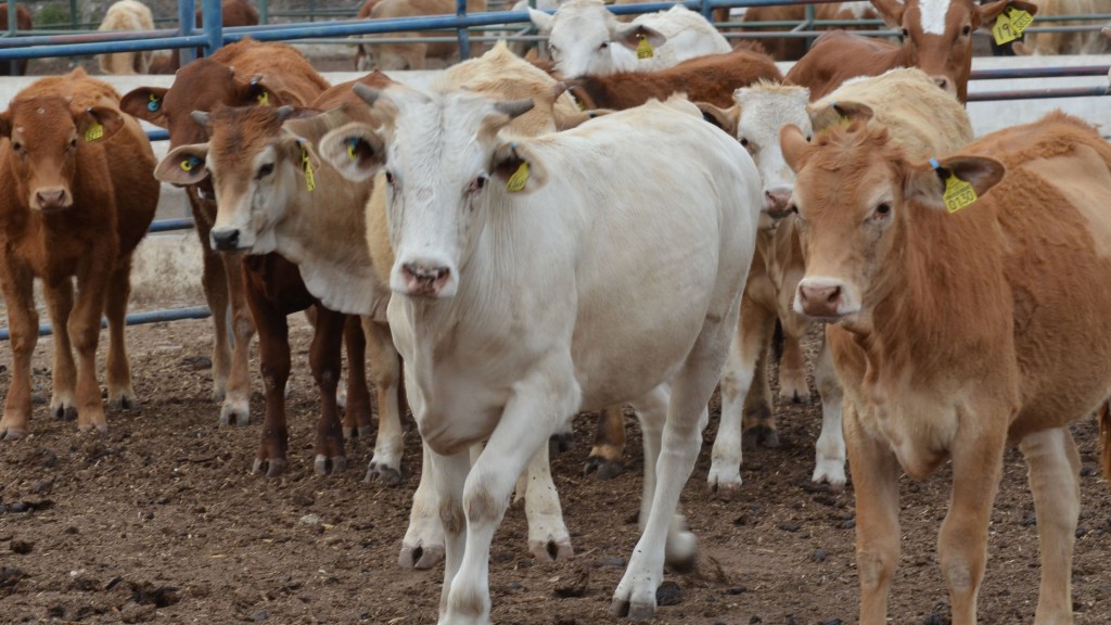 Sonora no se verá afectada por la reclasificación del USDA, continuará enviando&nbsp;ganado