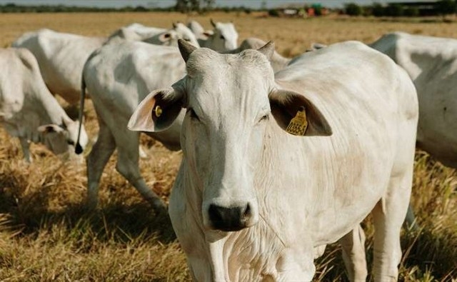 La ganadería en México tiene amplio potencial para a la adaptación al cambio&nbsp;climático