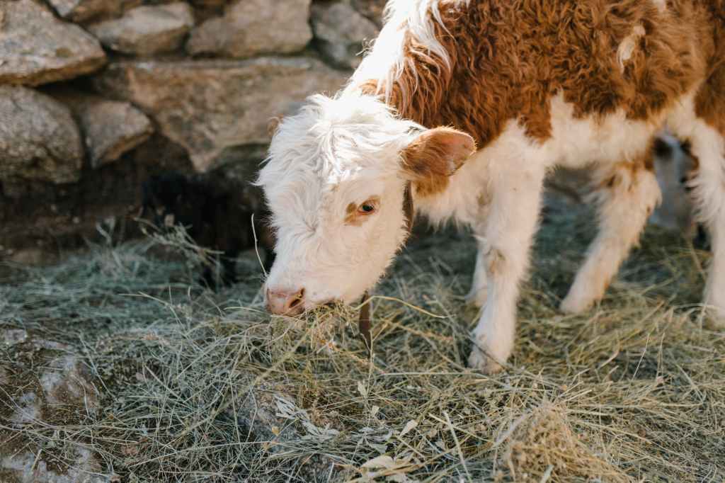 Un estudio puede contribuir a aumentar el índice de éxito en la gestación&nbsp;bovina