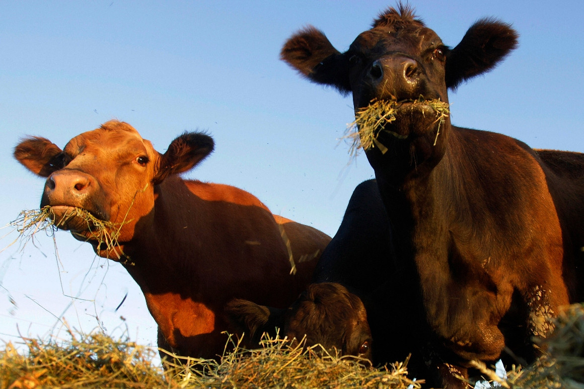 ‘There’s a lot of money in the beef industry’: U.S. cattle organization seeking ways to improve meat market
