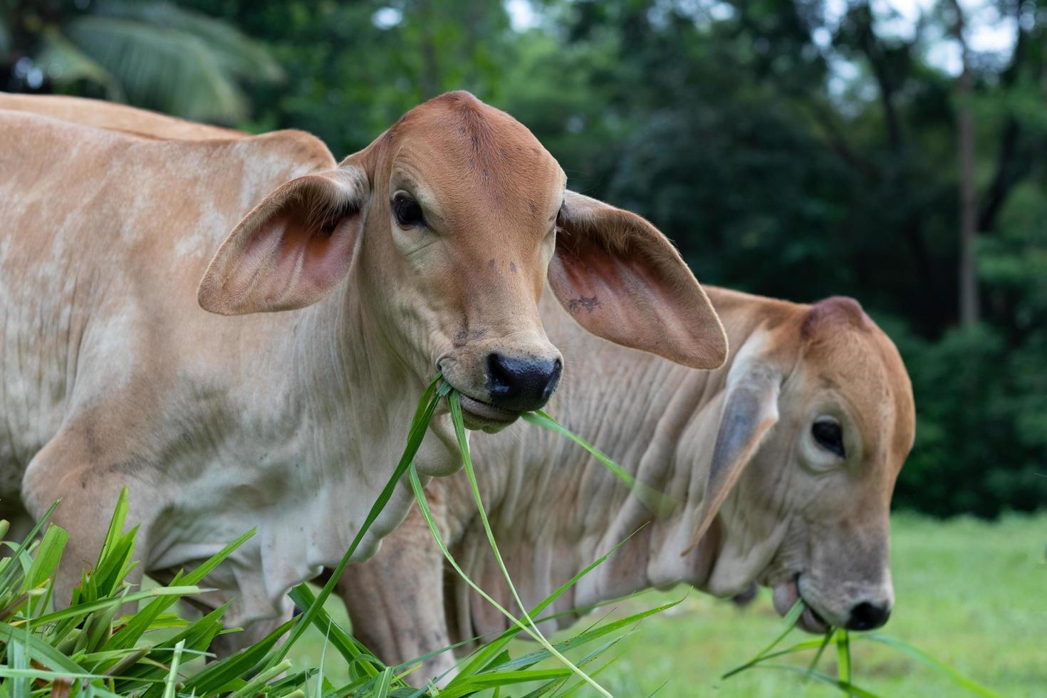 Carne de pasto: el artículo más vegano del supermercado