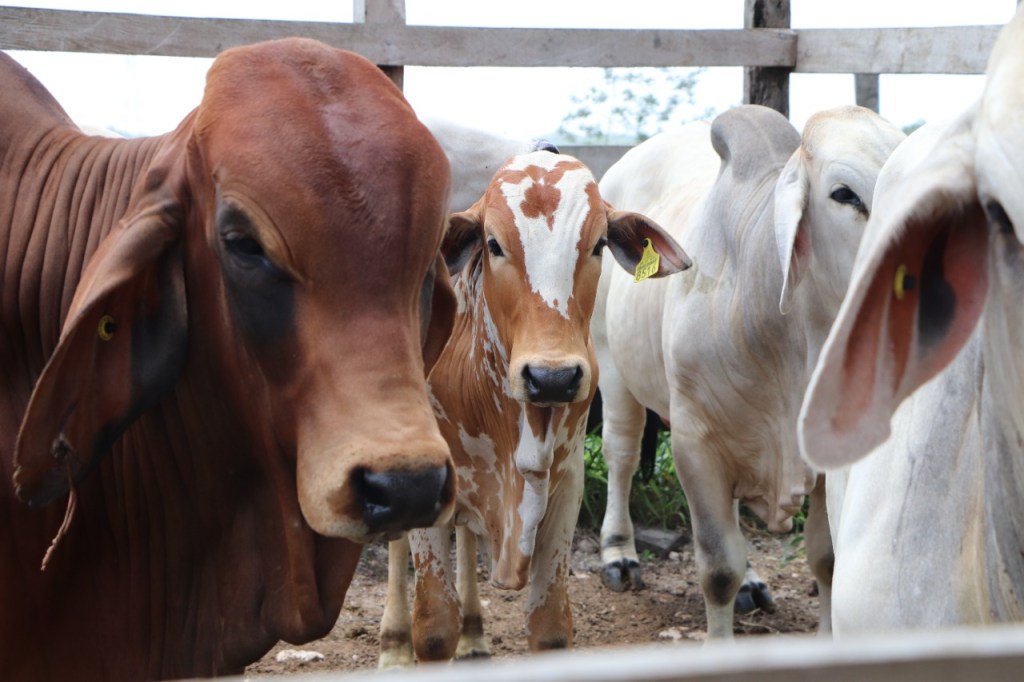 3 puntos para tener un Hato libre&nbsp;Certificado