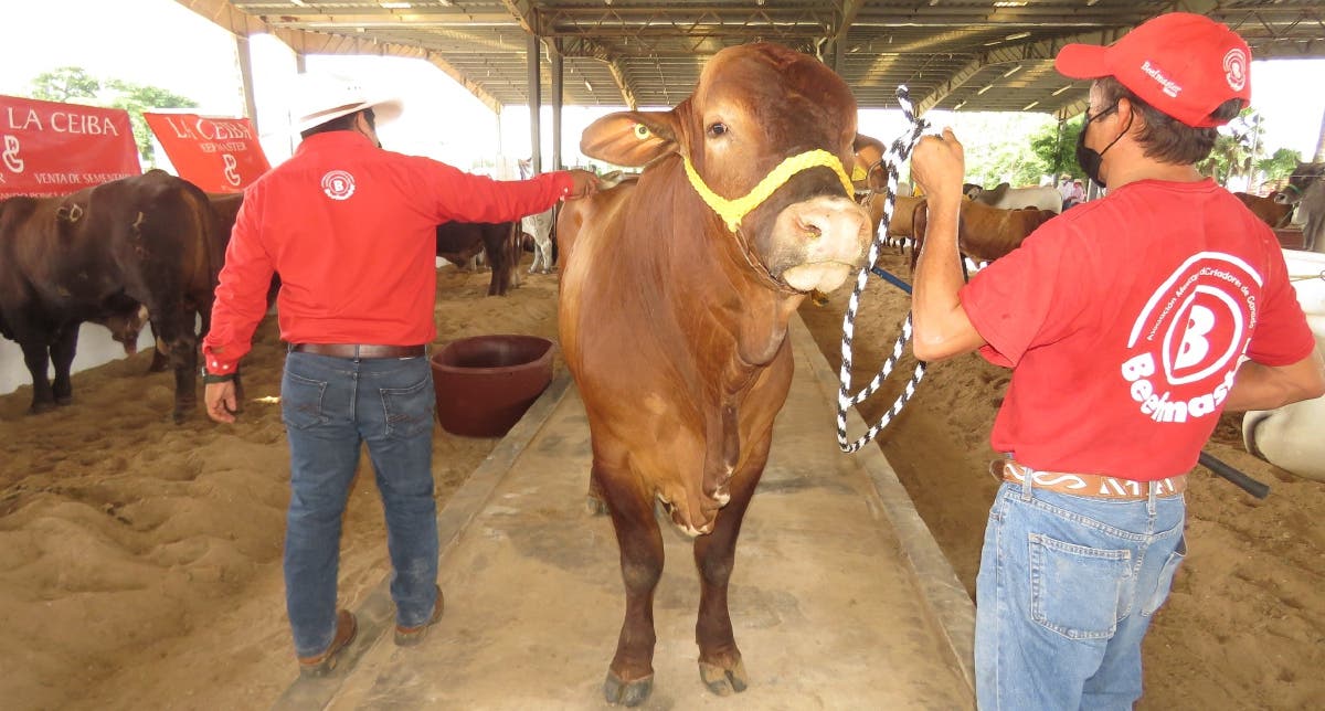 Concluye con éxito Tianguis Ganadero en Tizimín￼