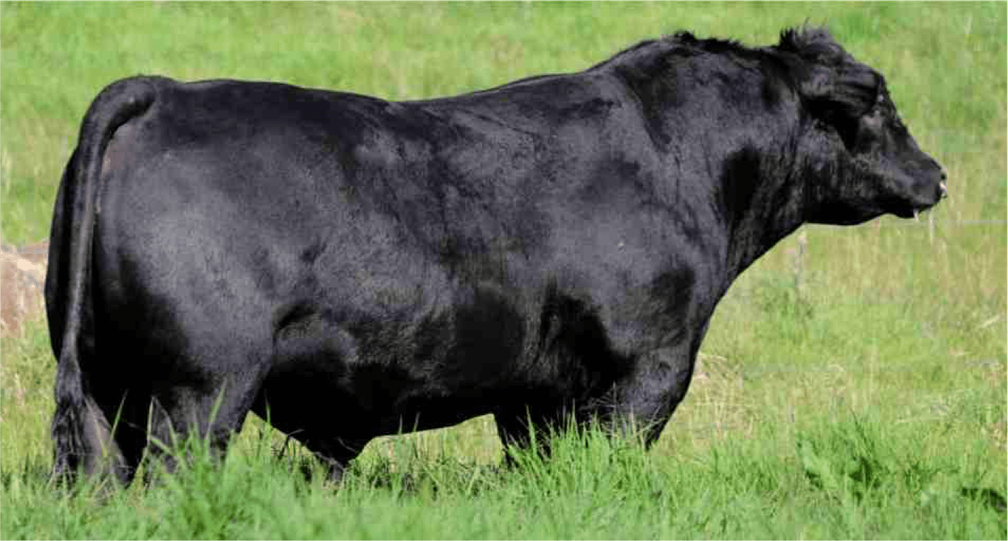 Lanza la Asociación Angus Mexicana, con mucho éxito su certificadora y el sello “CARNE ANGUS CERTIFICADA MEXICO “