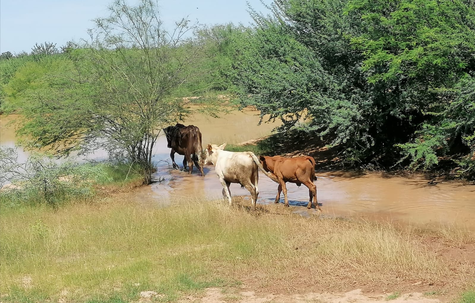 “Vendí el 50% de mis animales para sacar adelante al resto”: ganaderos afectados por sequía en Navojoa