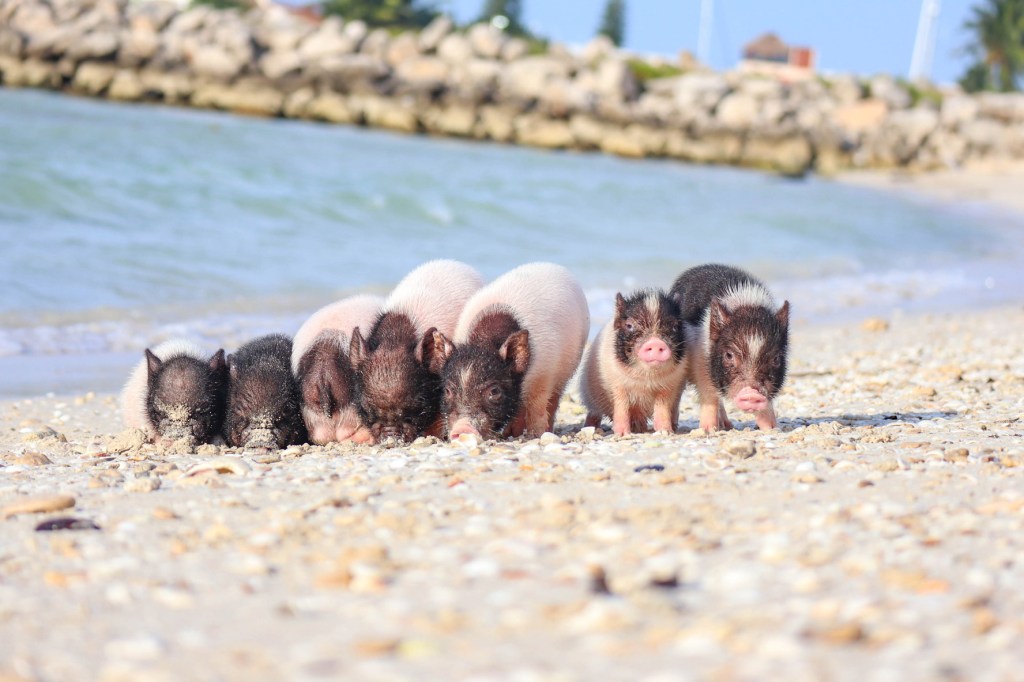 ￼Pig Beach, hogar de ocho cerditos en&nbsp;Progreso￼