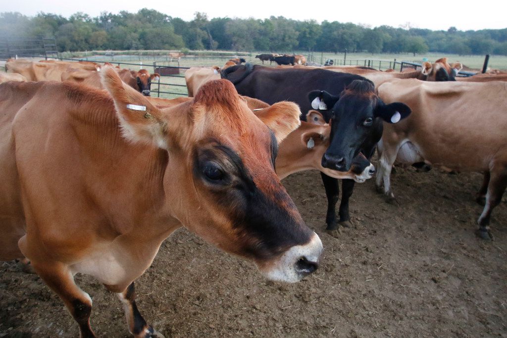 Dairy cows, ability to produce milk