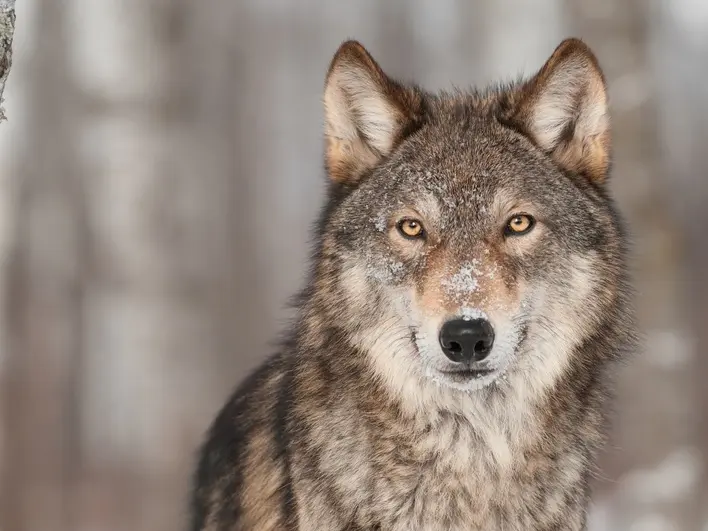 Massive Wolf Kill Disrupts Long-running Yellowstone Park Study￼