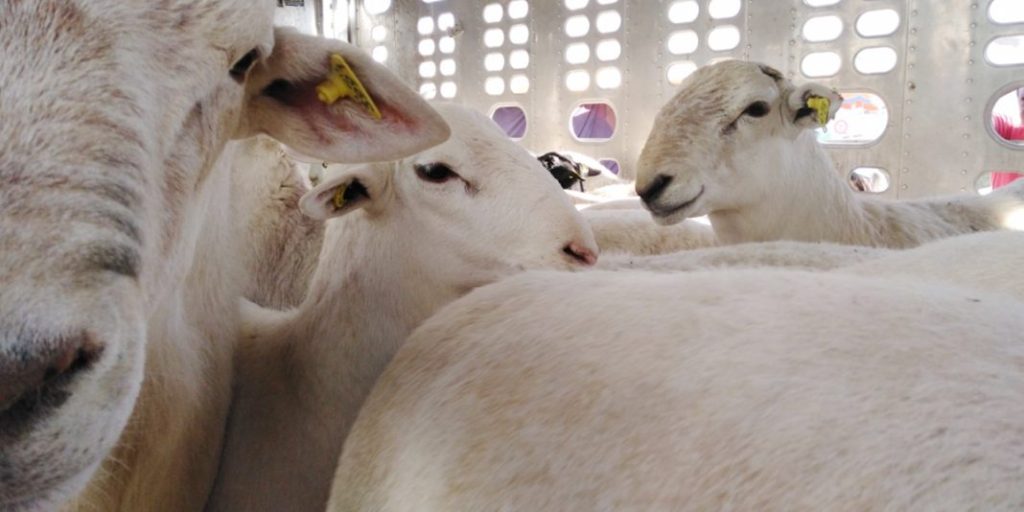 Lanza Jalisco Manual de Buenas prácticas de Ganado&nbsp;Ovino