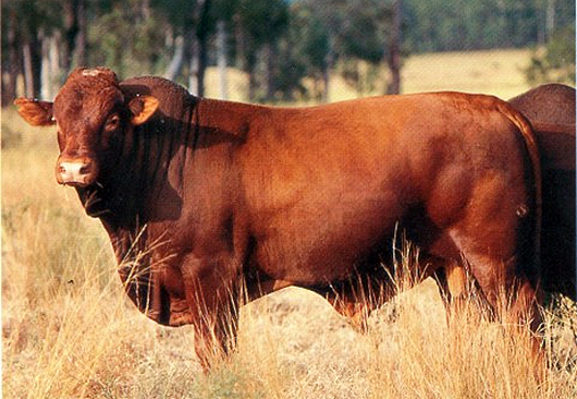 Belmont RED, Australiano de origen africander