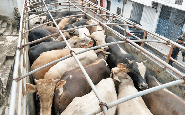 Sigue abigeato impactando «terriblemente» a&nbsp;ganaderos