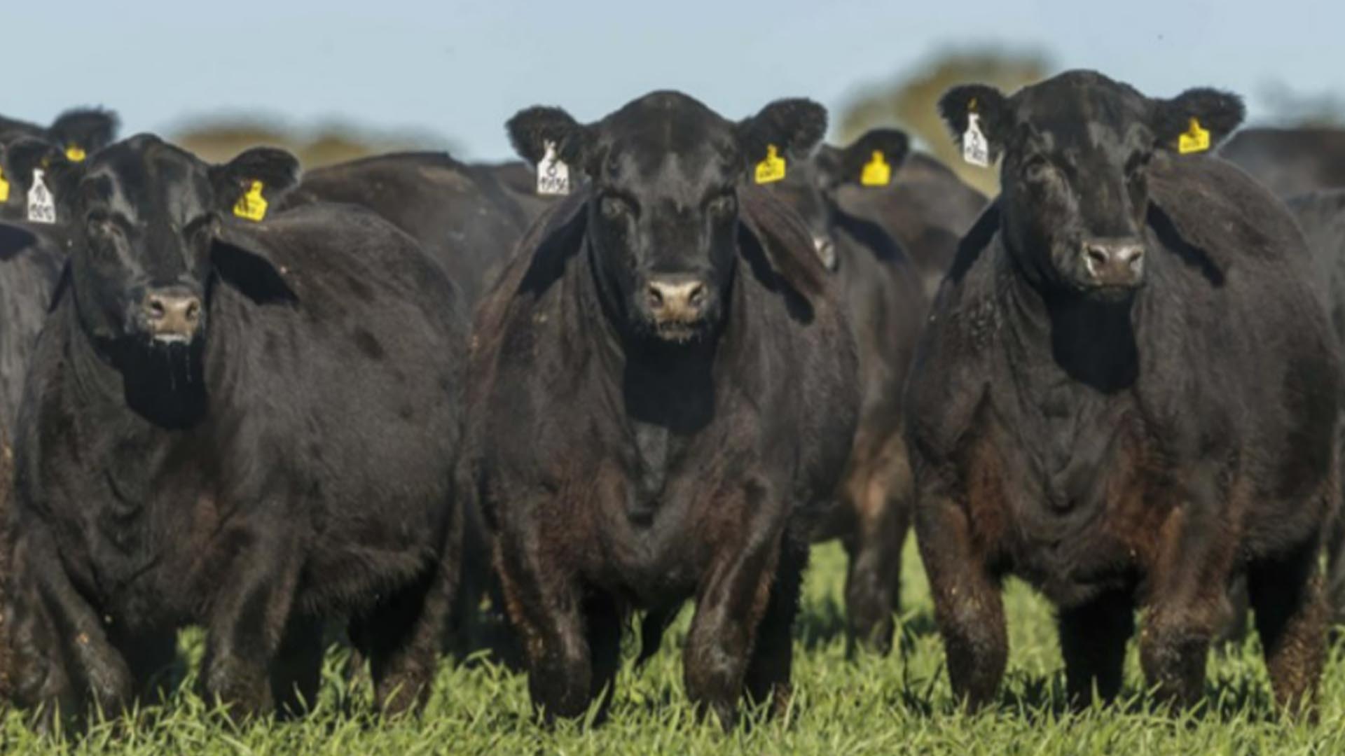 Merck Animal Health announces new BRD Antibiotic
