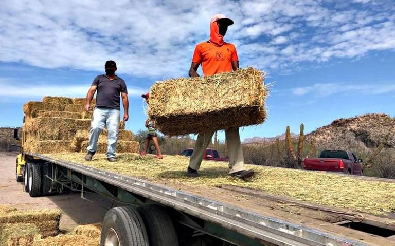 Ante sequía crean suplemento alimenticio para ganado en el norte de&nbsp;Veracruz