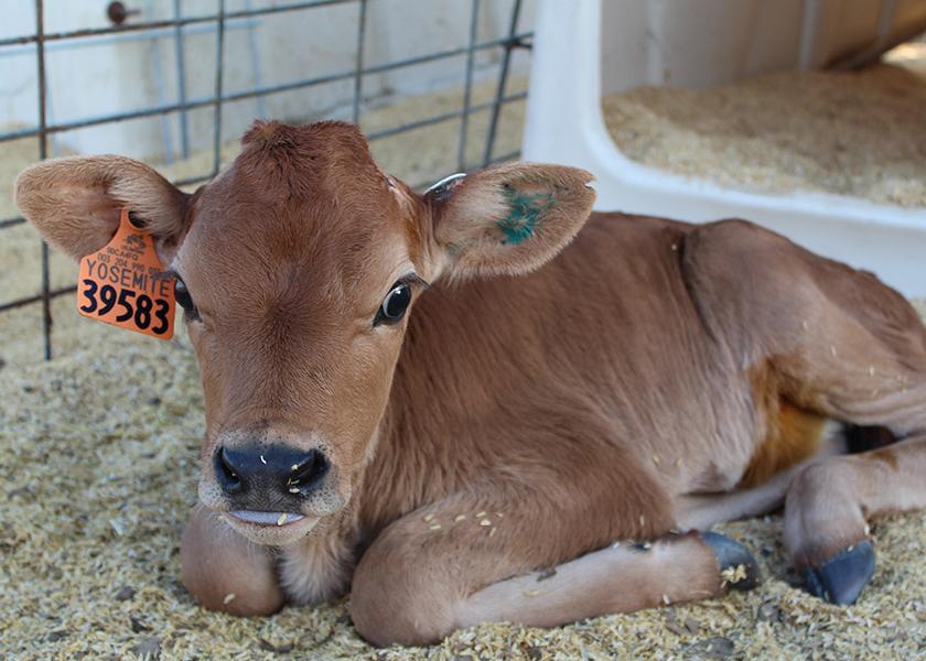Animal ID and Actionable Data Go Hand in Hand