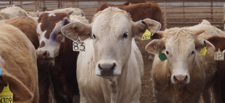 Vacunarán ganado para&nbsp;exportación