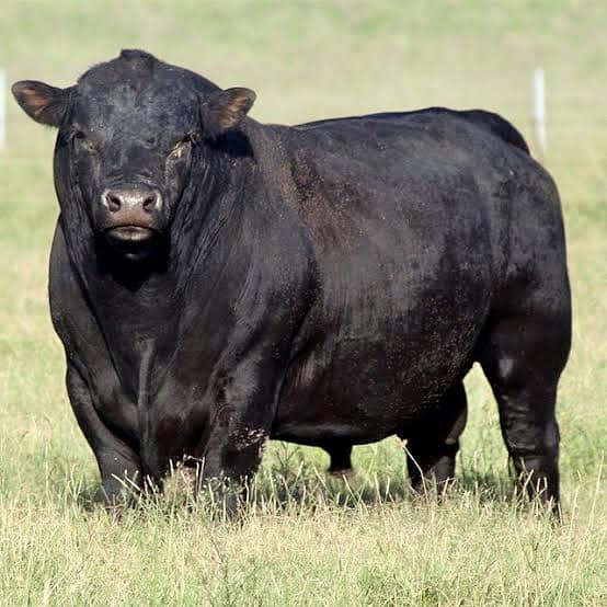 Con semen de 1960 están repoblando una raza ‘en&nbsp;riesgo’