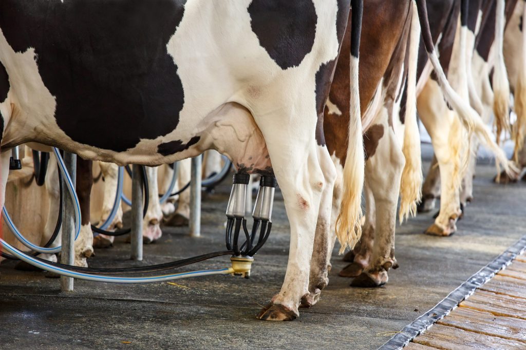 More dairy cows are expected in the first half of&nbsp;2023