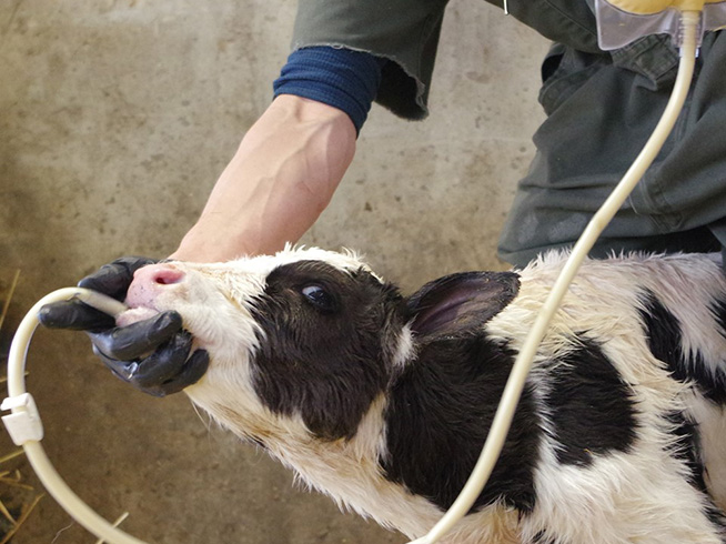 What makes colostrum special?