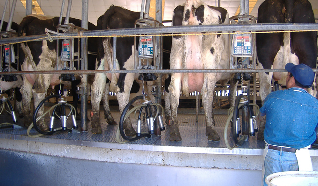 Presenta Agricultura rediseño de Plan contra tuberculosis bovina en hatos&nbsp;lecheros