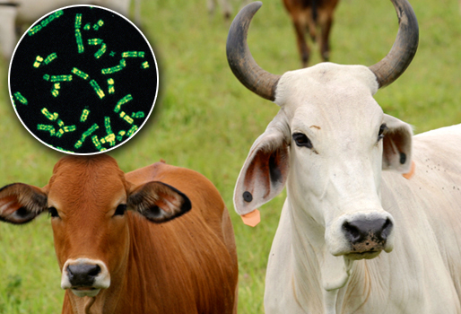 5 puntos más importantes sobre el uso de semen&nbsp;sexado