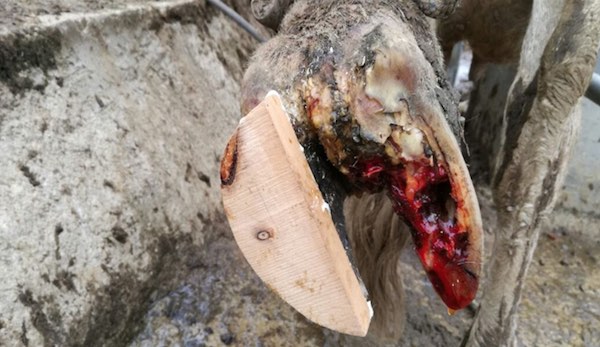 Pododermatitis interdigital en&nbsp;Bovinos