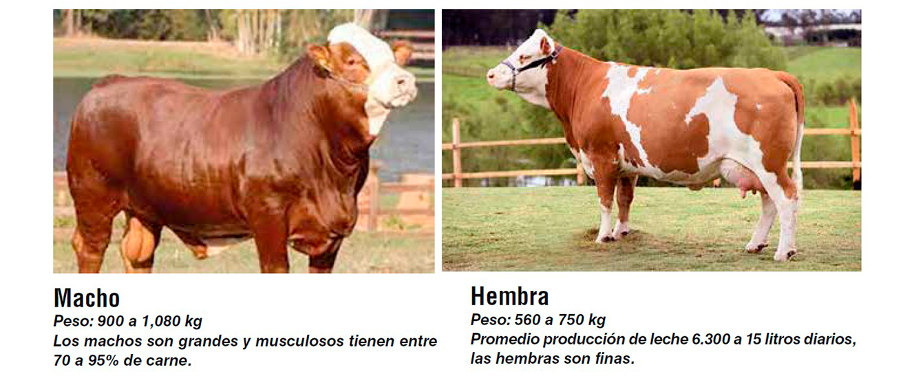 Vaca Raza Principales razas bovinas para carne y doble propósito en México ...