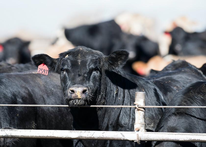 Crossbreeding Improves Most Dairy Beef Issues