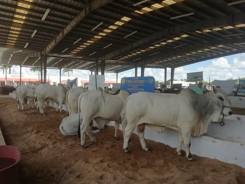 Ganadería de Tizimín, con calidad para&nbsp;exportación