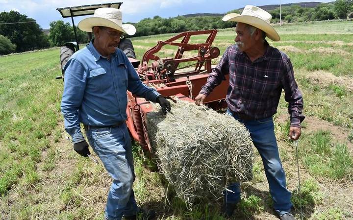 Podría duplicarse precio de la alfalfa en Chihuahua
