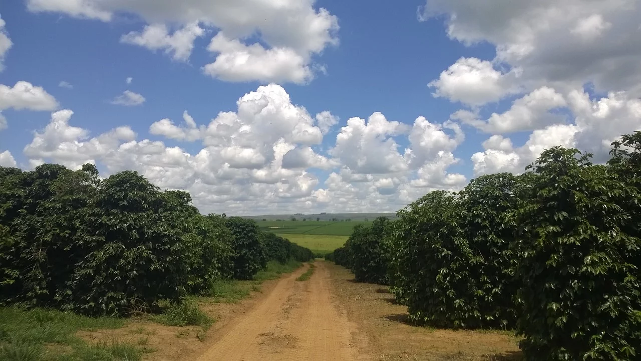 Veracruz impulsa agricultura orgánica con 11 mil hectáreas de cultivos