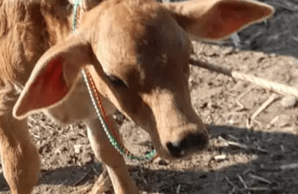 Ganaderos de Guasave colocan collares a sus becerros, no han vendido por falta de&nbsp;aretes