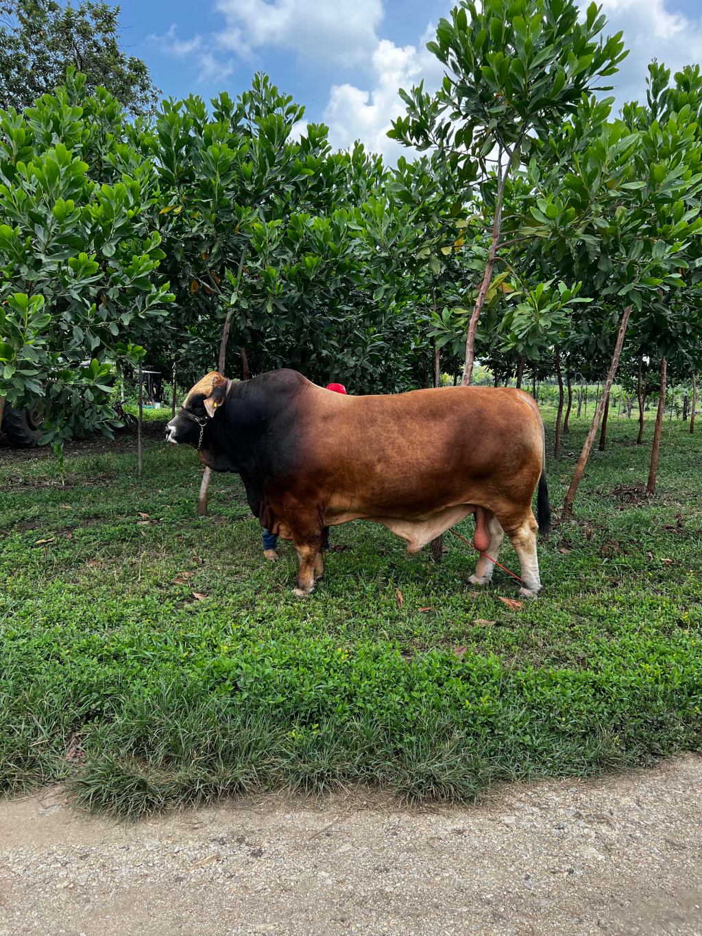 El Simbrah: Una Tradición Ganadera en México con Excelente Adaptabilidad en el&nbsp;Trópico