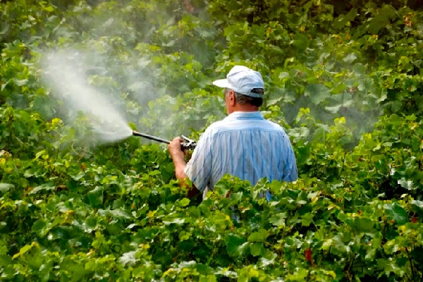 Refrenda Agricultura compromiso con Centroamérica y el Caribe para prevenir ingreso de plagas y enfermedades