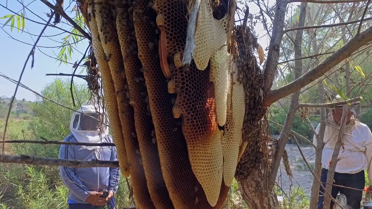Promueven mejoramiento genético de abejas para mitigar la “africanización”