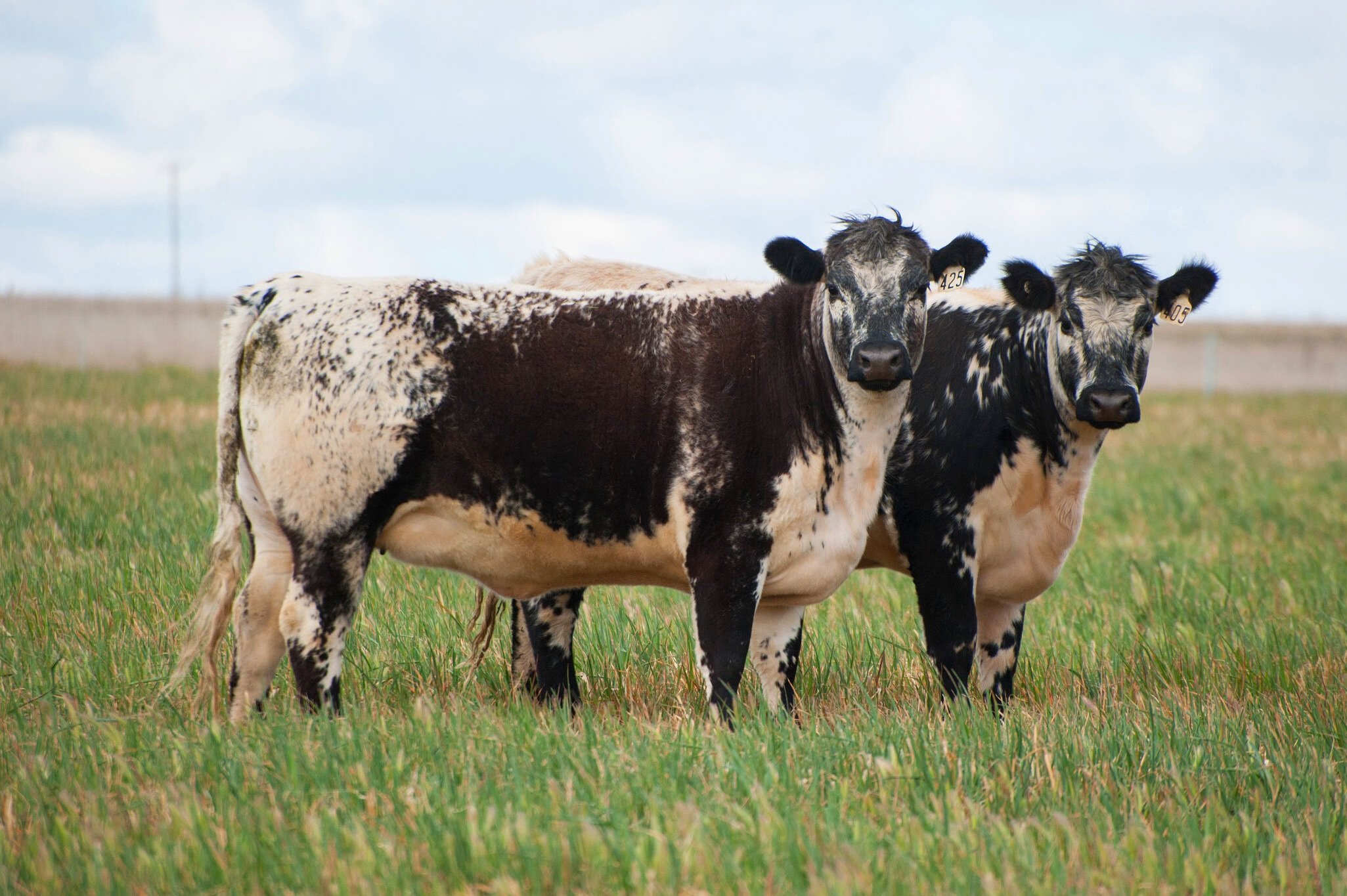 Raza bovina Speckle Park, de origen canadiense