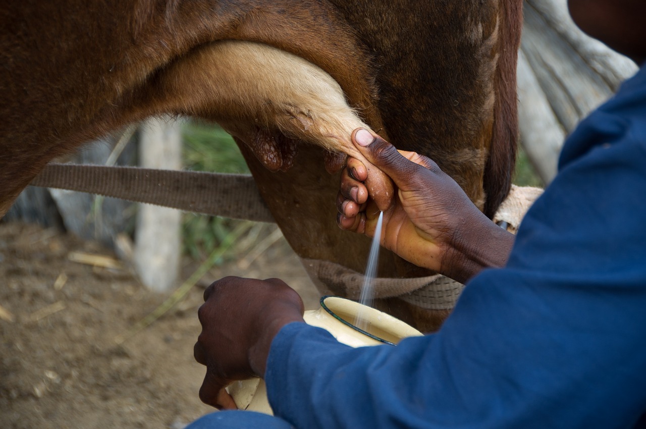 Gota a gota, la leche se agota.. puede generar mastitis
