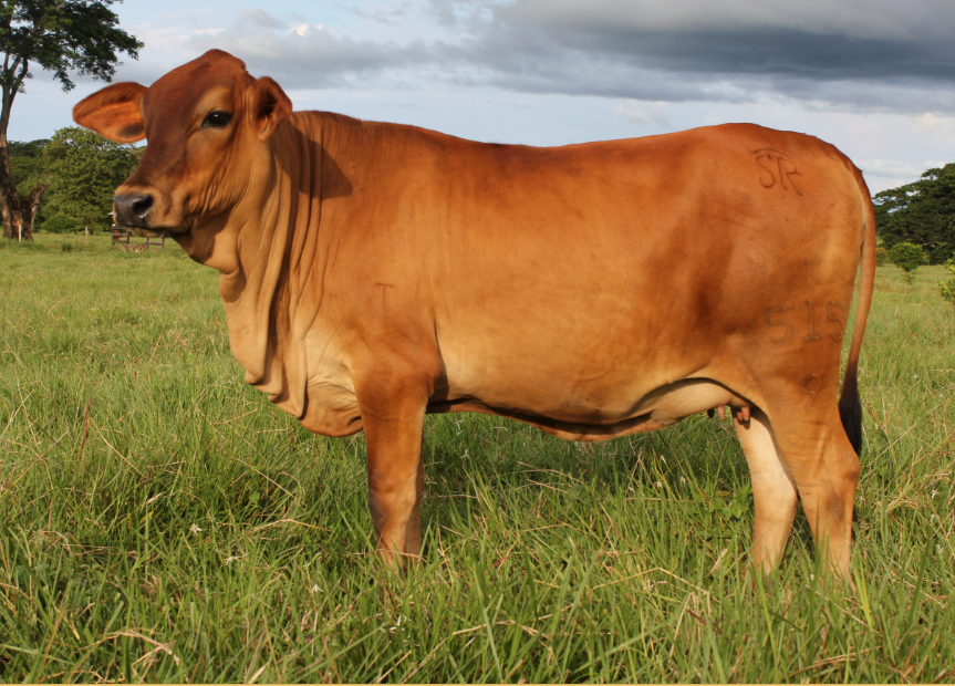 Jerbrah, inmejorable producción lechera para el trópico